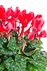 Image showing Detail of red and white cyclamen isolated on white background