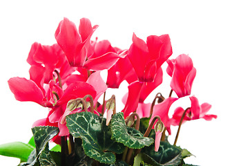 Image showing Detail of red and white cyclamen isolated on white background