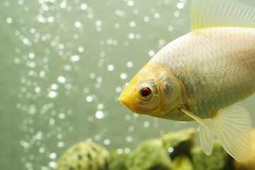 Image showing Goldfish