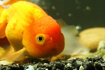 Image showing Lion head goldfish