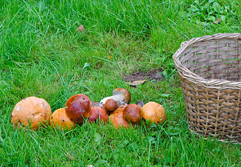 Image showing red cap scaber stalk leccinum aurantiacum mushroom 