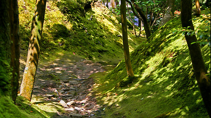 Image showing Forest in Japan