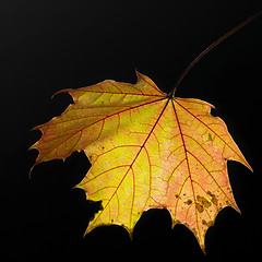 Image showing colorful autumn leaf