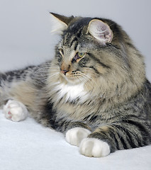 Image showing Norwegian Forest cat