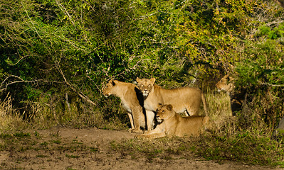 Image showing Group of three lions