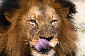 Image showing Lion licking lips