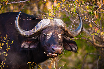 Image showing African buffalo