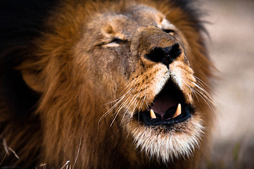 Image showing Lion barking