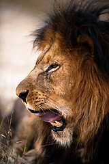 Image showing Yawning lion