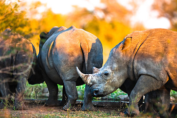 Image showing Rhinos at a watering hole