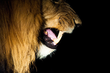 Image showing Lions at night