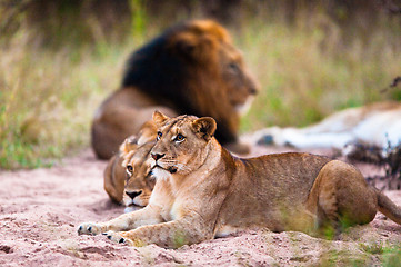 Image showing Lions resting