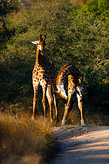 Image showing Giraffes