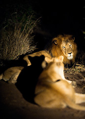 Image showing Lions at night