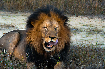 Image showing Lion licking lips