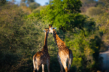 Image showing Giraffes