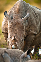 Image showing Rhino head-on