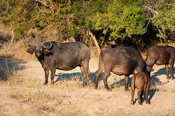 Image showing African buffalo