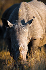 Image showing Grazing rhino