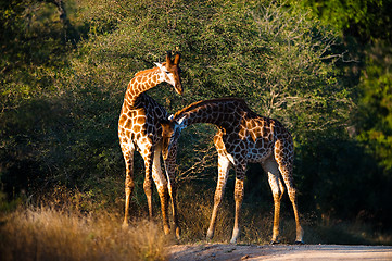 Image showing Giraffes