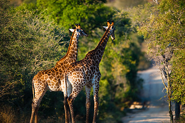 Image showing Giraffes