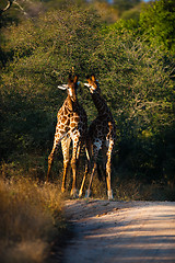 Image showing Giraffes