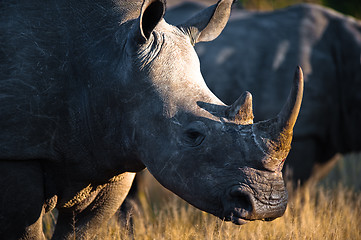 Image showing Grazing rhino