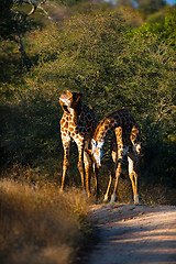 Image showing Giraffes