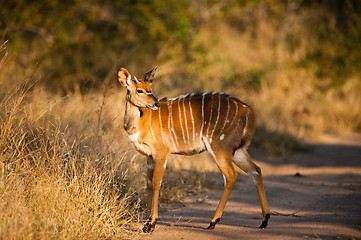 Image showing Nyala