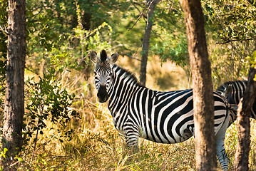 Image showing Plains zebra (Equus quagga) profile view