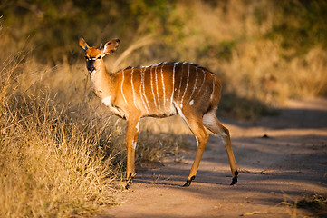 Image showing Nyala