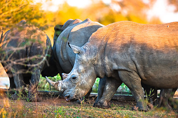 Image showing Rhinos at a watering hole