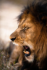 Image showing Yawning lion