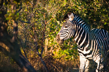 Image showing Plains zebra (Equus quagga) profile view