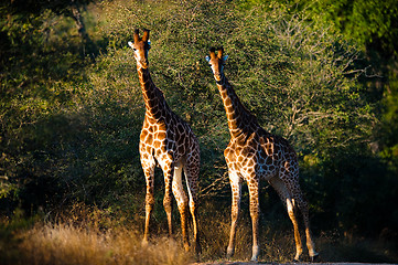 Image showing Giraffes