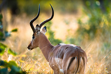 Image showing Impala rear