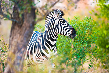 Image showing Plains zebra (Equus quagga) profile view