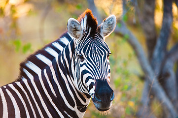 Image showing Plains zebra (Equus quagga) profile view