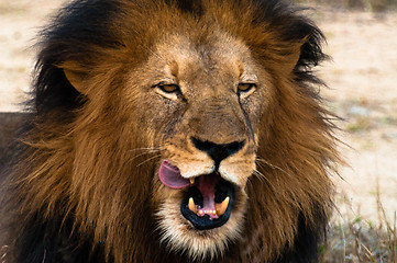 Image showing Lion licking lips