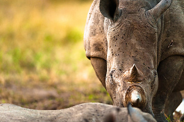 Image showing Rhino head-on