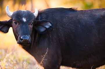 Image showing African buffalo