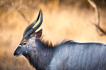 Image showing Nyala