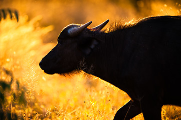 Image showing African buffalo