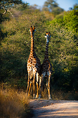 Image showing Giraffes