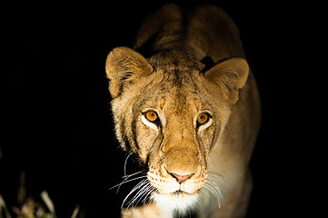 Image showing Lions at night