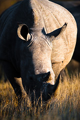 Image showing Grazing rhino