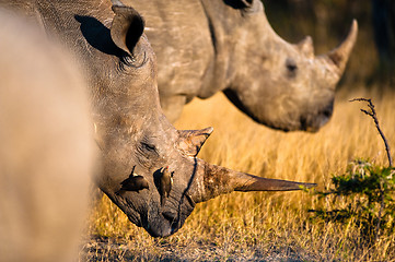 Image showing Rhinoceros