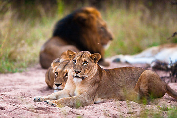 Image showing Lions resting