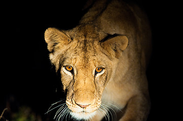 Image showing Lions at night