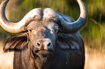 Image showing African buffalo